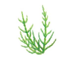 鹽角藻淬取液