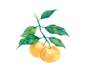 橘皮淬取液