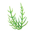 鹽角藻淬取液